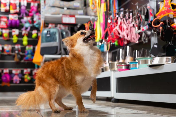  List Of Best Pet Shops in Chandigarh for Pet Lover